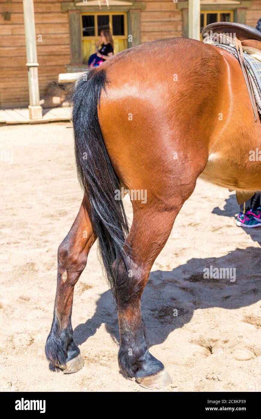Image of brown horse back side fluttering tail in a farm Stock Photo