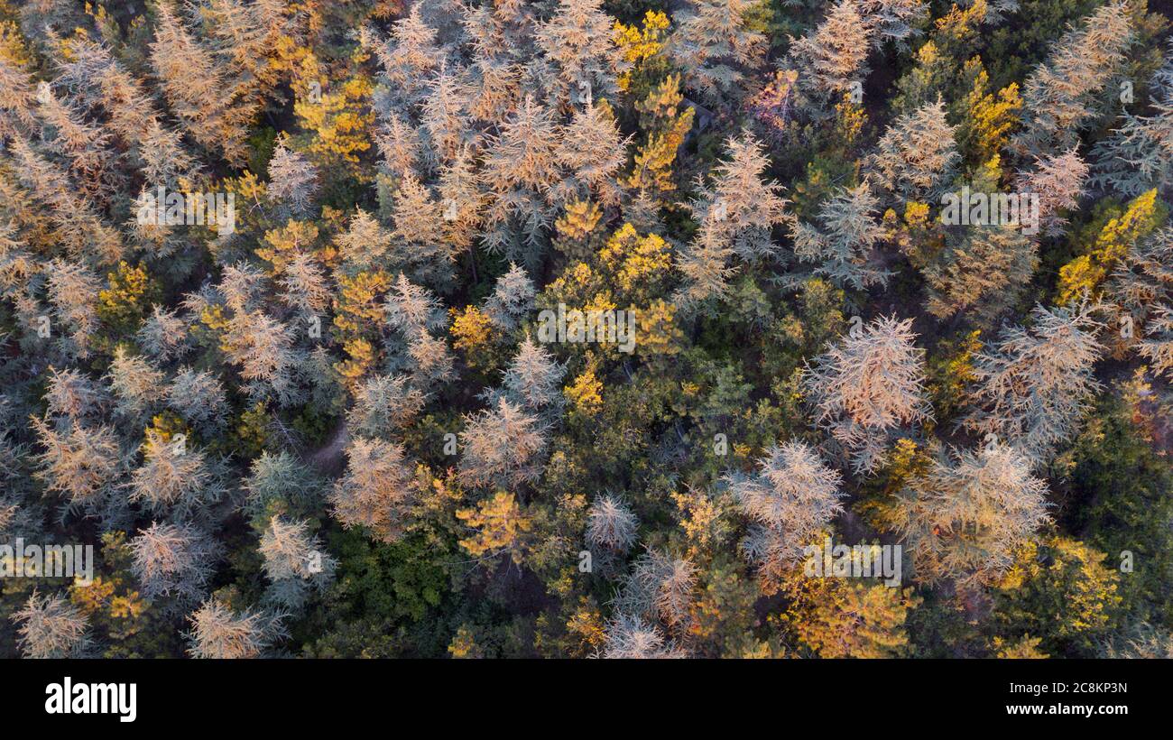 Aerial view of colorful forest trees at the sunset Stock Photo - Alamy