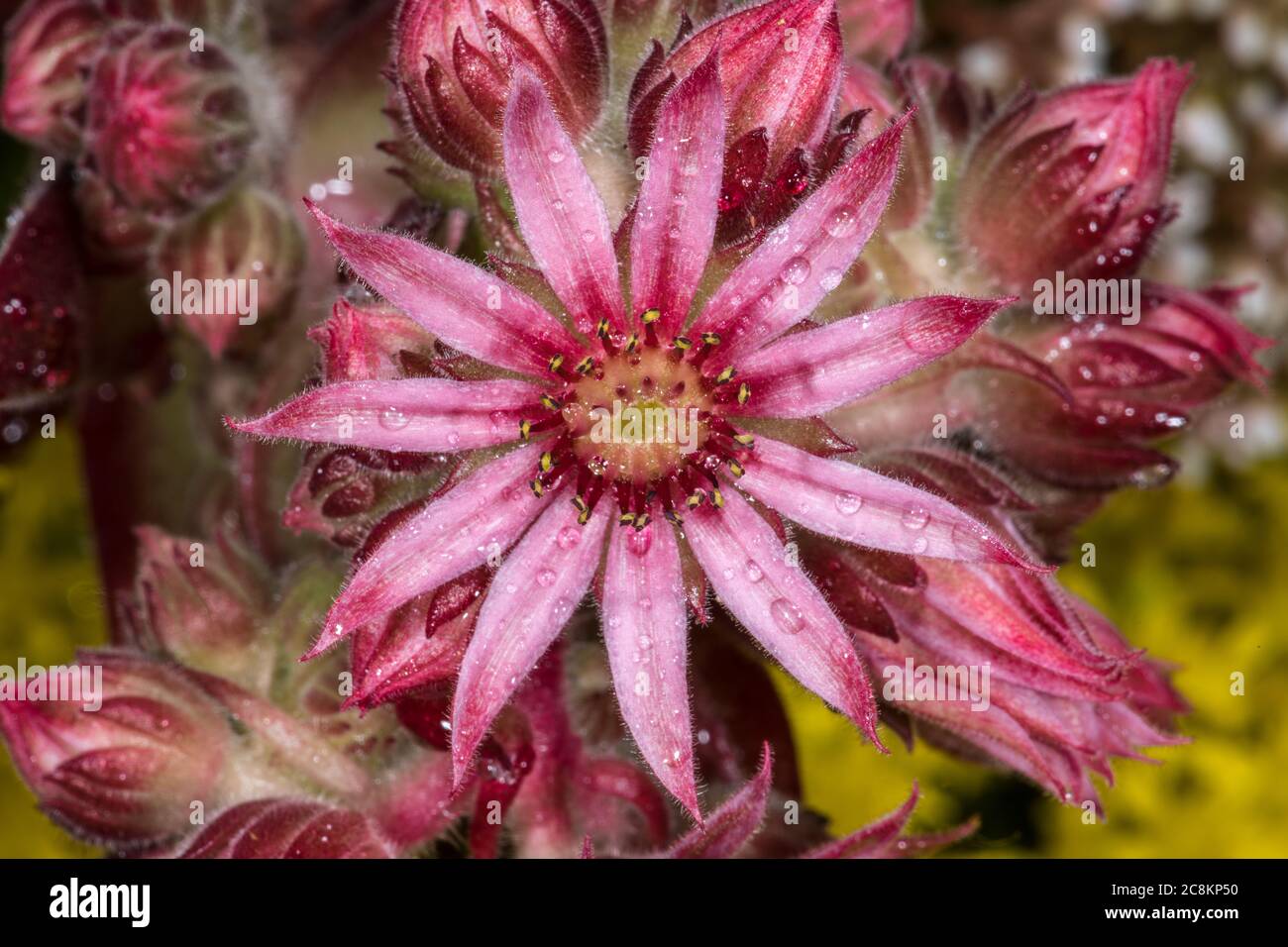 Flowering Cobweb Houseleek (Sempervivum spec.) Stock Photo
