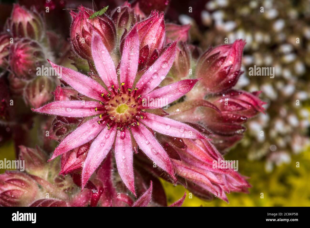 Flowering Cobweb Houseleek (Sempervivum spec.) Stock Photo