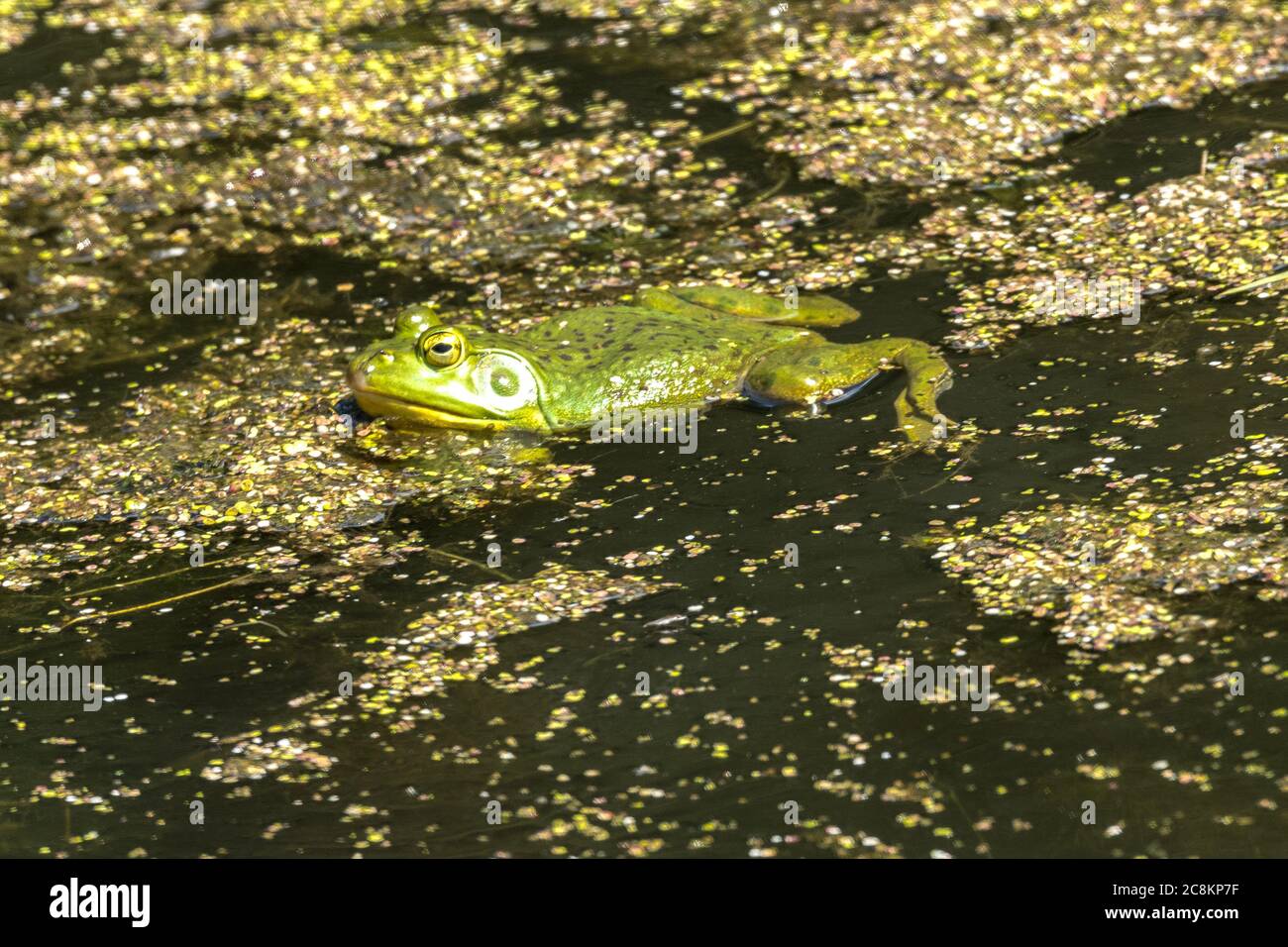 American Bullfrog (Lithobates catesbeianus or Rana catesbeiana) Stock Photo
