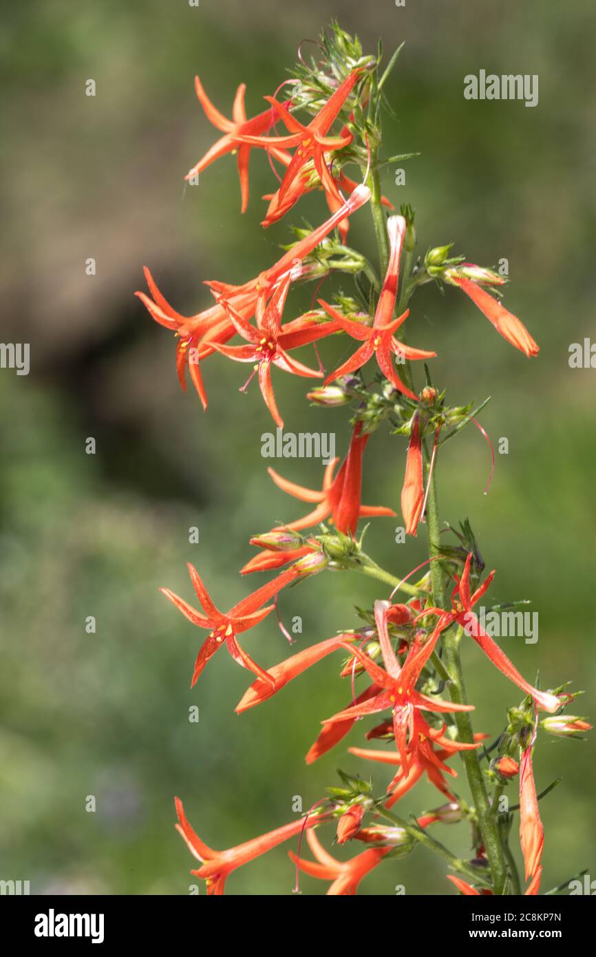 Scarlet Gilia Flower (Ipomopsis aggregata) Stock Photo