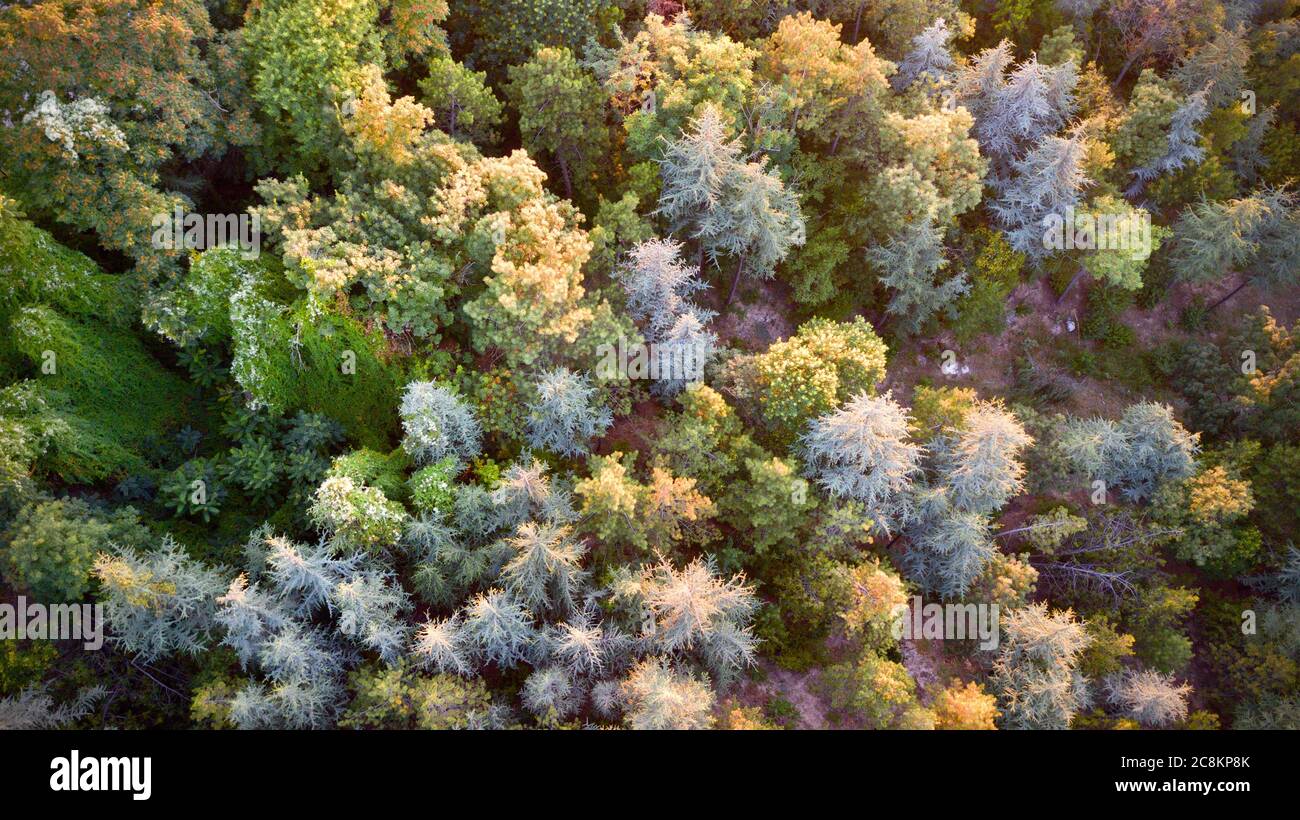 Aerial view of colorful forest trees at the sunset. Stock Photo