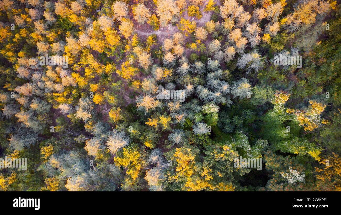 Aerial view of colorful forest trees at the sunset. Stock Photo