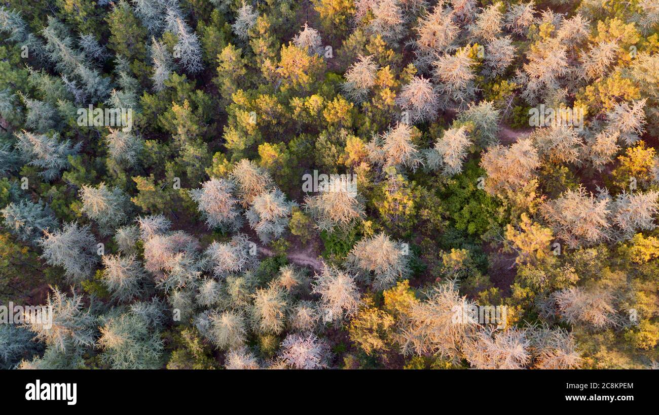 Aerial view of colorful forest trees at the sunset Stock Photo - Alamy
