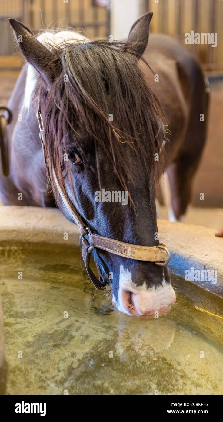 black horse drinking water Stock Photo