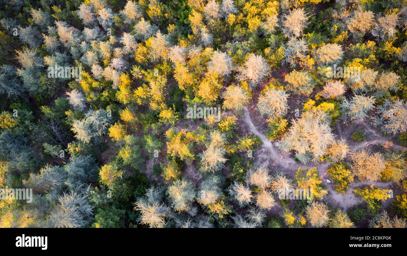 Aerial view of colorful forest trees at the sunset Stock Photo - Alamy