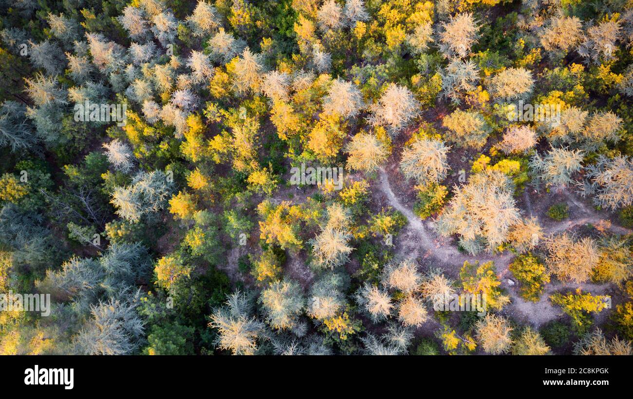 Aerial view of colorful forest trees at the sunset. Stock Photo