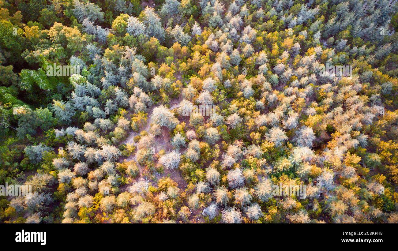 Aerial view of colorful forest trees at the sunset. Stock Photo