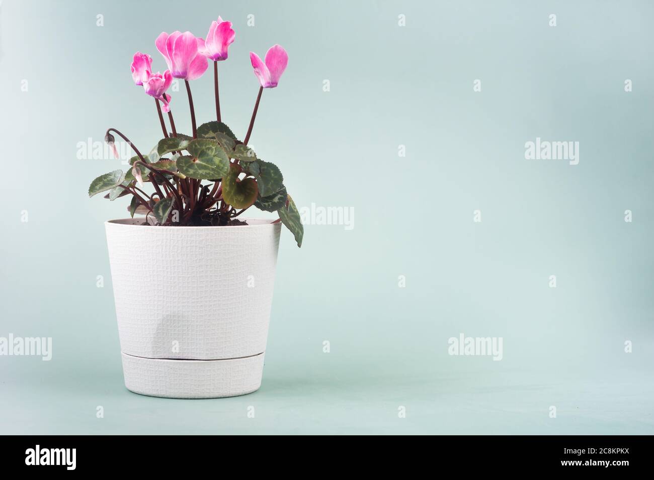 cyclamen flower in a White pot on a gray-green background Stock Photo