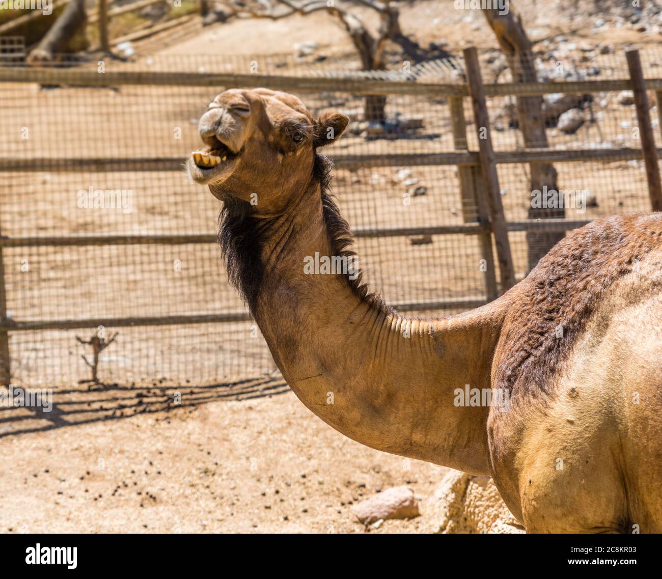 Camel water drink hi-res stock photography and images - Page 2 - Alamy