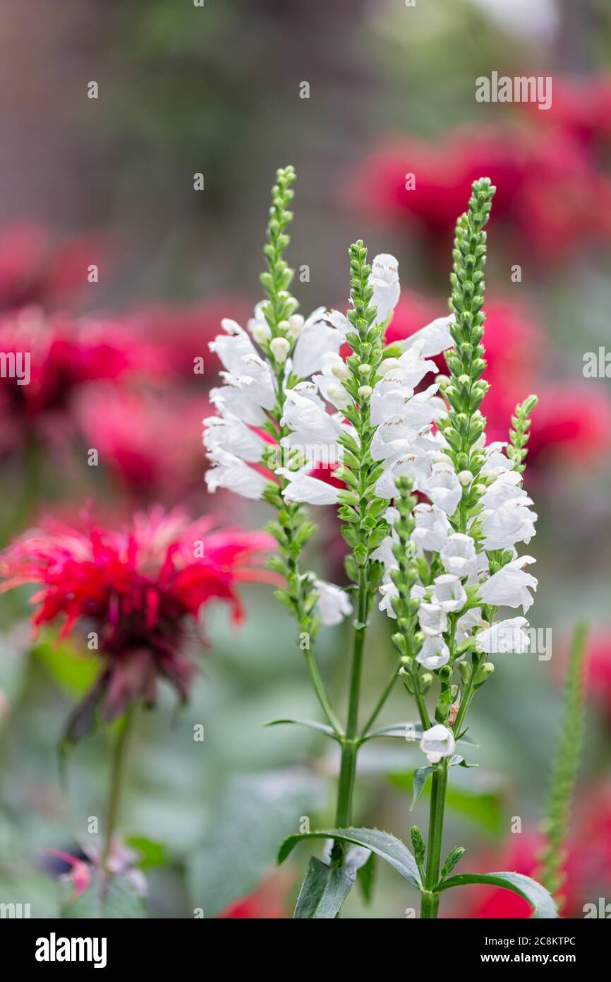 White Physostegia flowers with blurred Red Monada flowers at the background Stock Photo