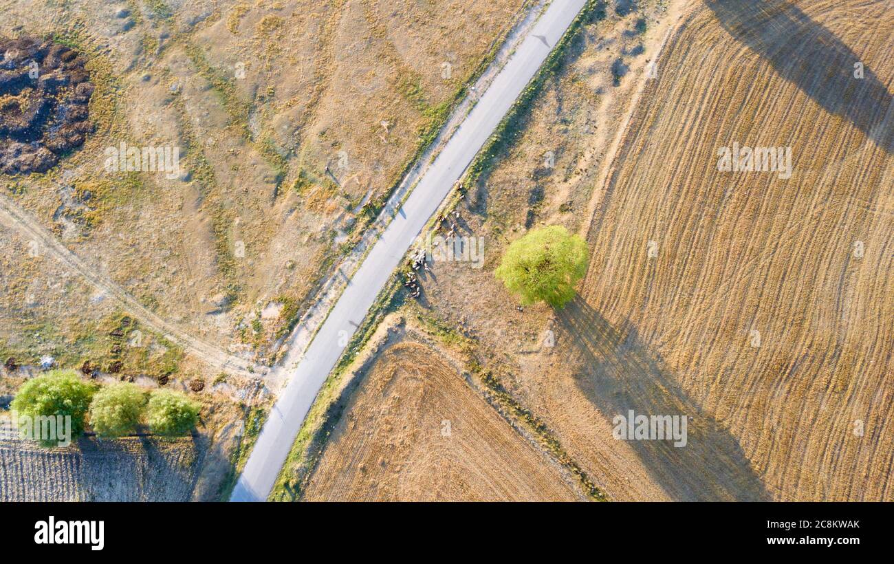 Aerial view of flock of sheep, goat and lamb. Sheeps are eating in the fields. There is also black color sheeps too. They are near the empty road. Stock Photo