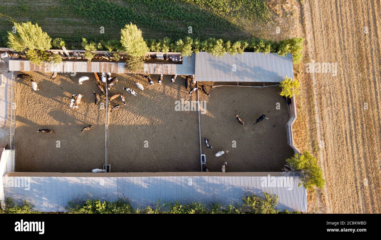 Aerial view of cows and calves in the farm. They feed in the barn Stock Photo