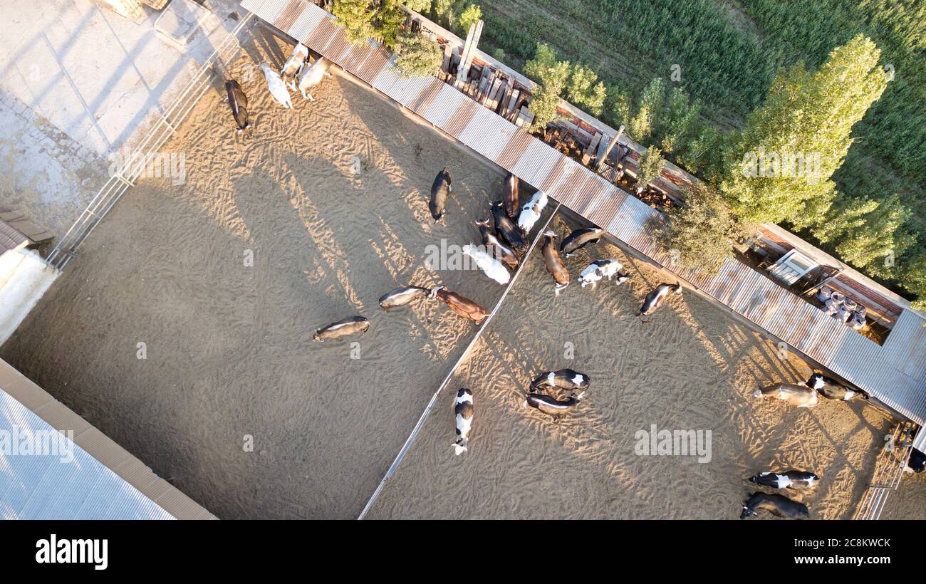 Aerial view of cows and calves in the farm. They feed in the barn Stock Photo