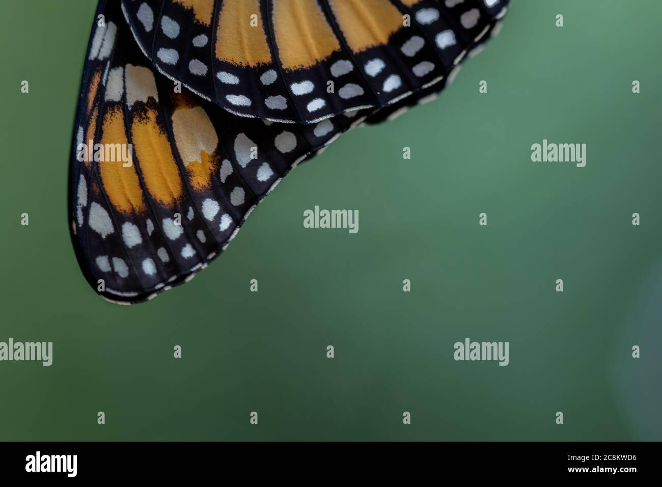 Monarch butterfly, Danaus plexippuson, wings closeup green background Stock Photo