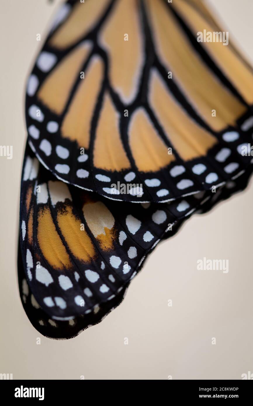 Monarch butterfly, Danaus plexippuson, wings closeup neutral background portrait Stock Photo