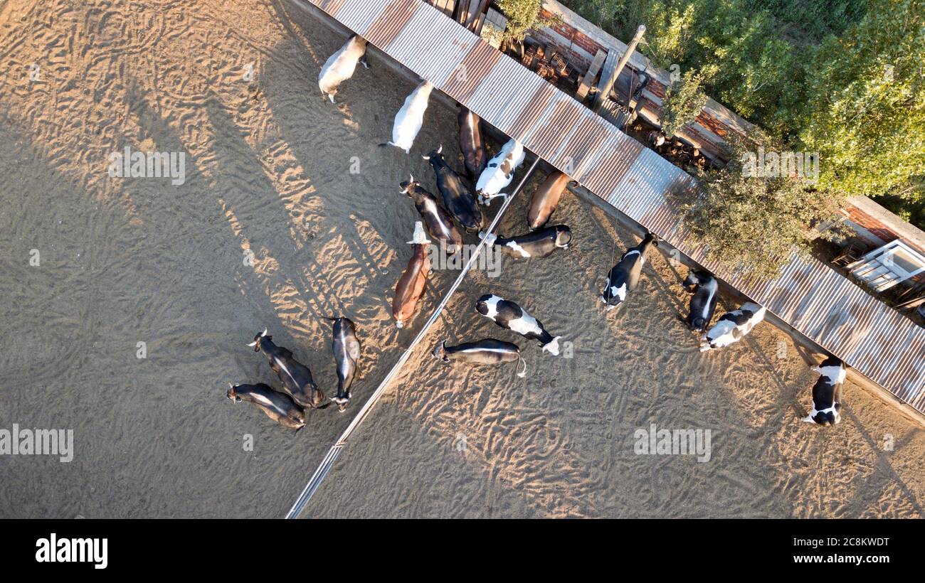 Aerial view of cows and calves in the farm. They feed in the barn Stock Photo