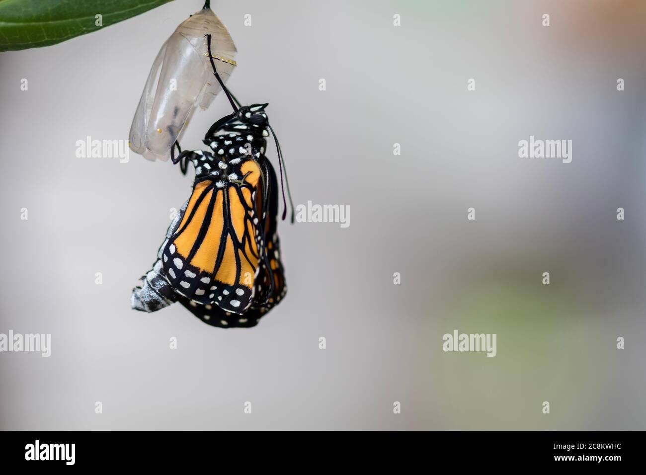 Monarch butterfly, Danaus plexippuson, beginning to emerge from chrysalis Stock Photo