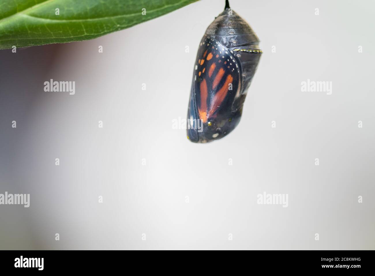Monarch butterfly, Danaus plexippuson, about to emerge from chrysalis Stock Photo