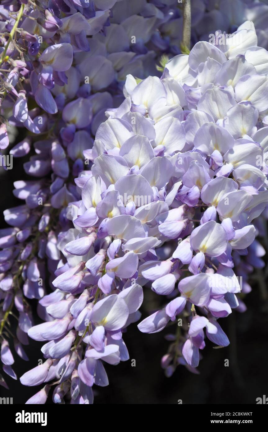 Wisteria flowers with green background. Beautiful and fragrant wisteria blossoms in abundance Stock Photo