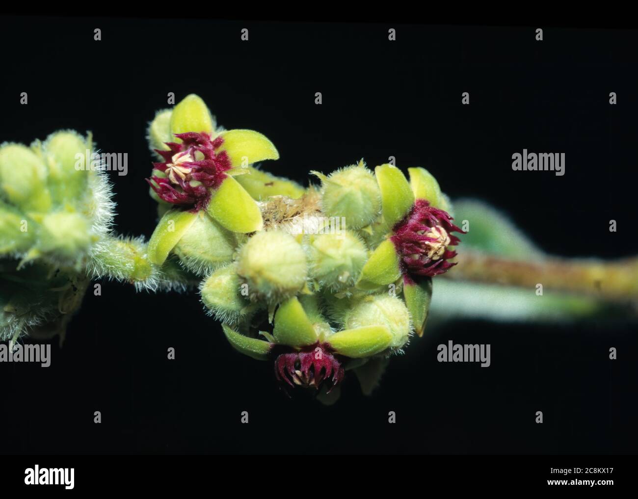 Flower of Raphionacme Plant (Raphionacme procumbens) Stock Photo