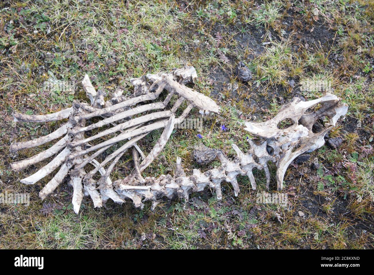 Animal bones on the ground Stock Photo - Alamy