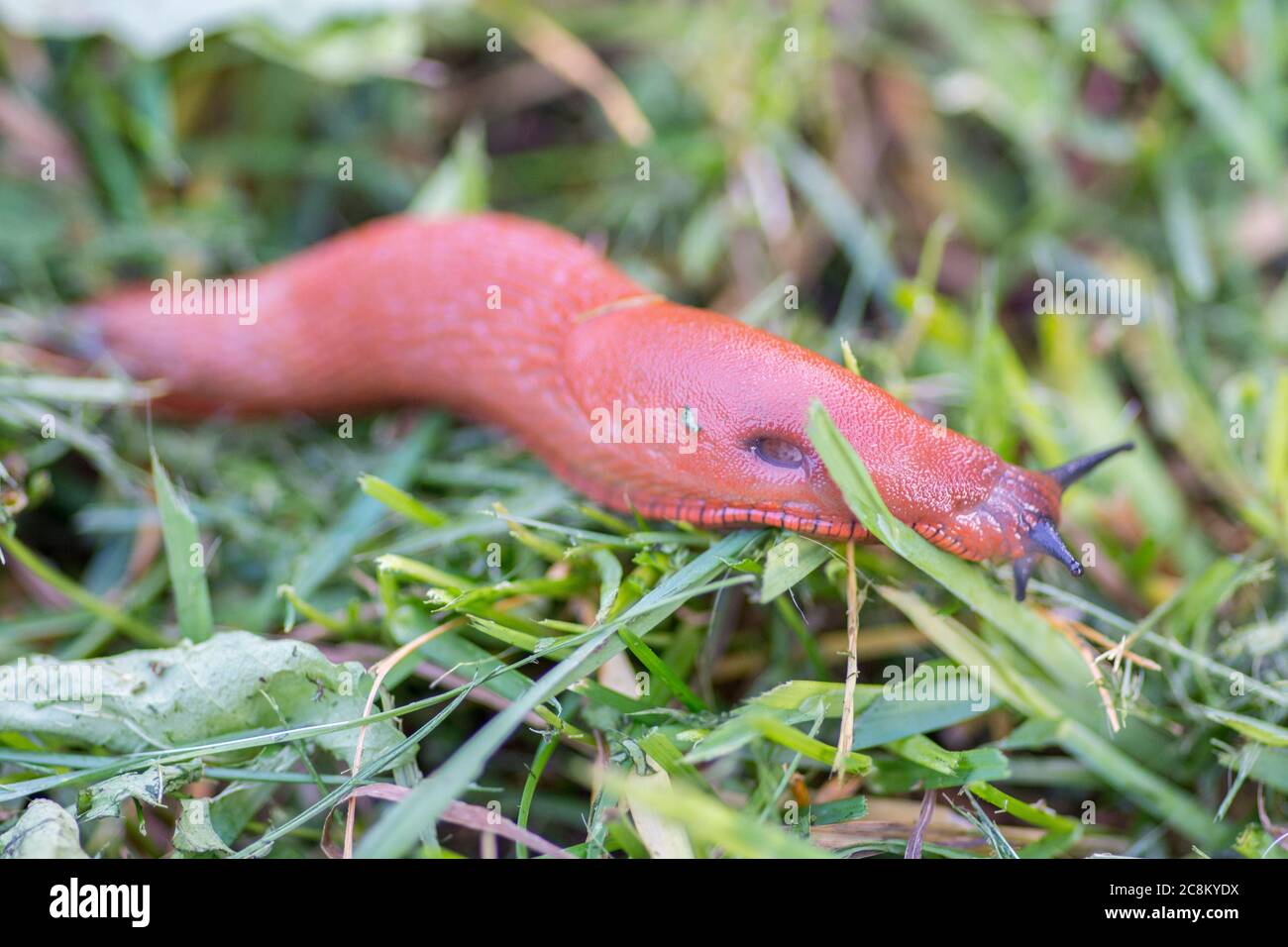 Red slug in the grass Stock Photo