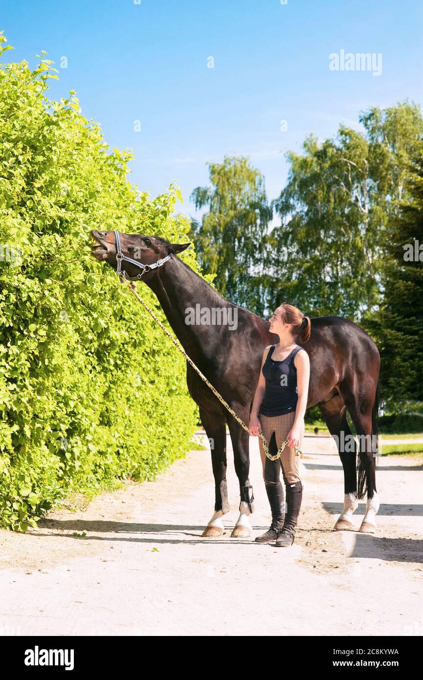 Thoroughbred horse owner hires stock photography and images Alamy