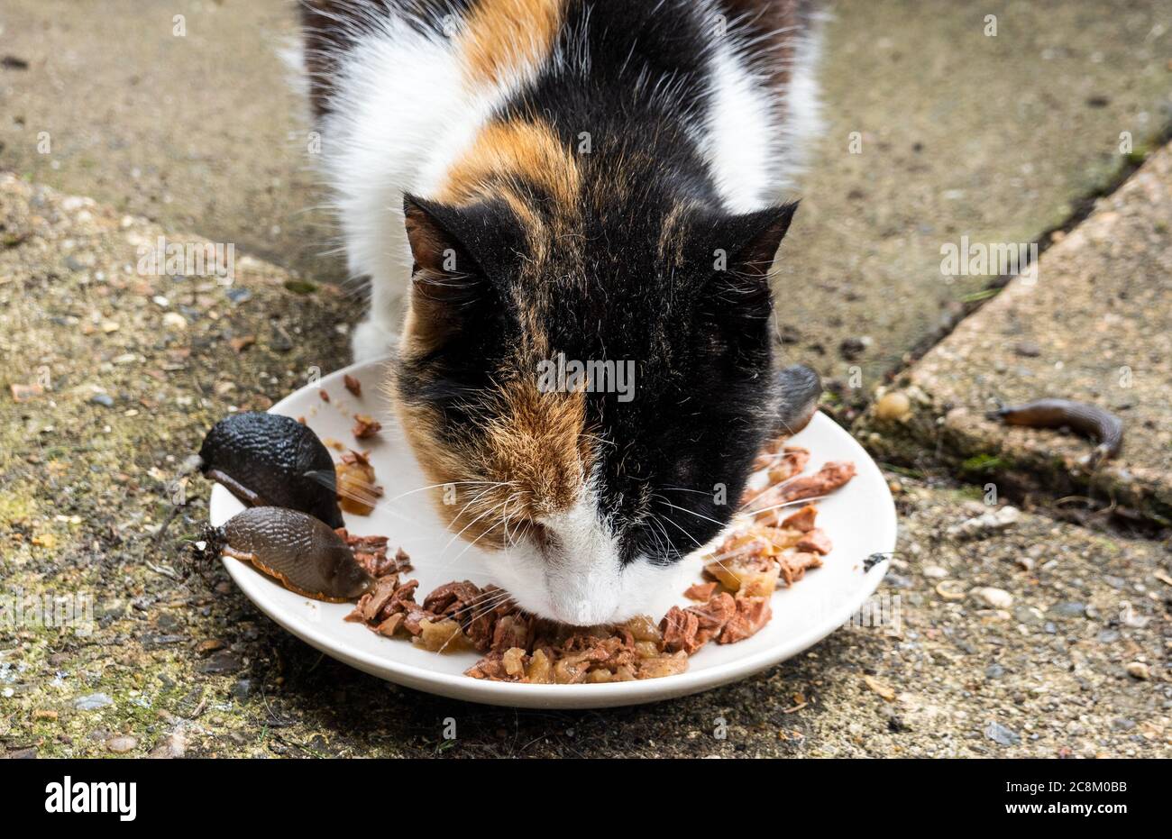 A tortoiseshell domestic cat eating cat food along side slugs on a plate. Pet owners should be very careful when feeding pets outside, as slugs and snails are attracted to pet food. The slugs and snails often suffer from angiostrongylosis, a condition caused by the nematode parasite Angiostrongylus cantonensis, also known as the rat lungworm. This can cause serious diseases in pets, wildlife and humans. Credit: Stephen Bell/Alamy Stock Photo