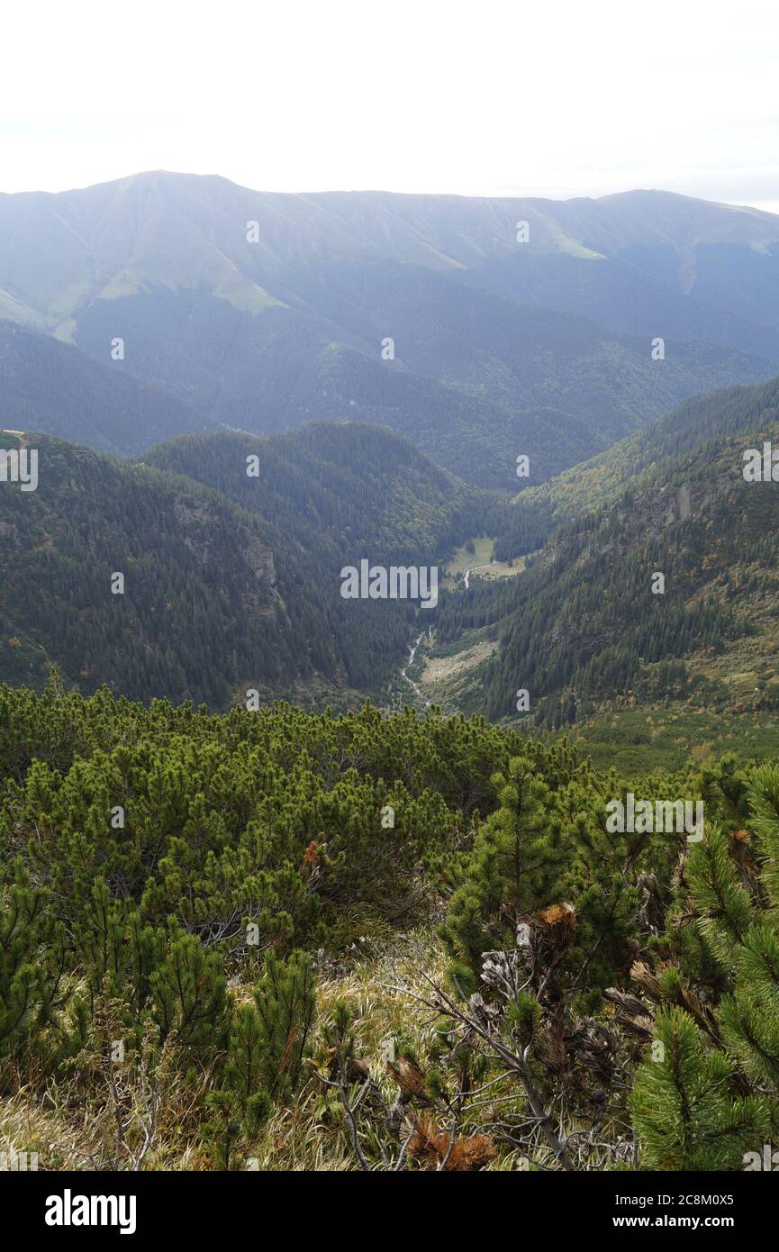 Beautiful mountain view pine hi-res stock photography and images - Alamy