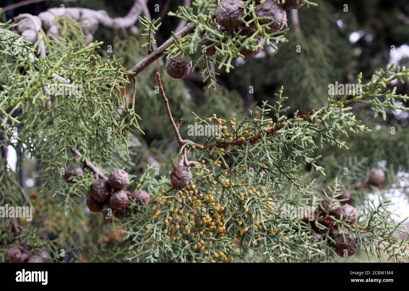 Branches of a juniper. Fon. Beautiful background. Banner Stock Photo