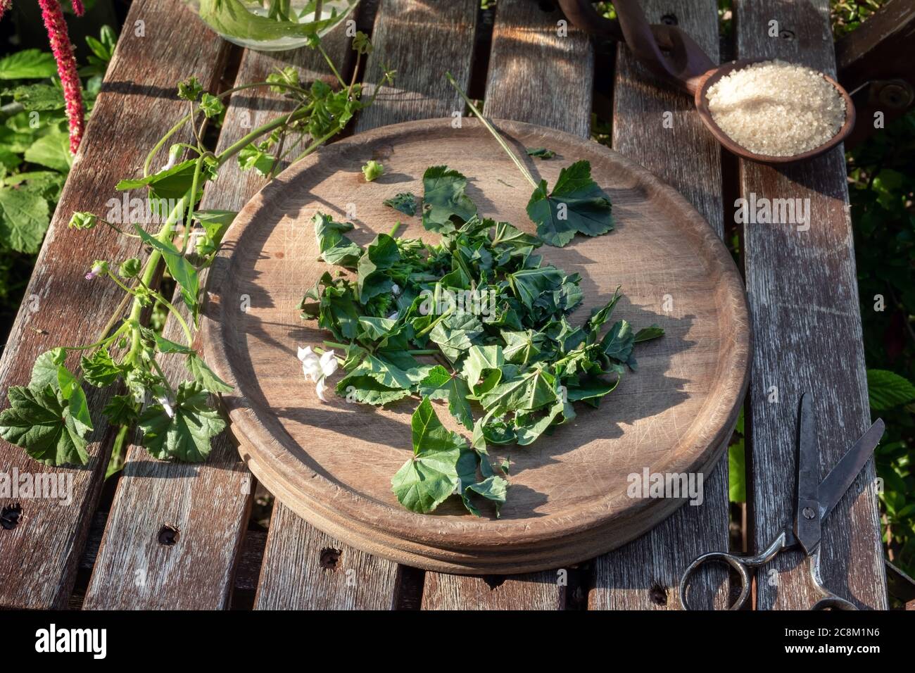 Preparation of mallow syrup from fresh Malva neglecta plant, outdoors Stock Photo