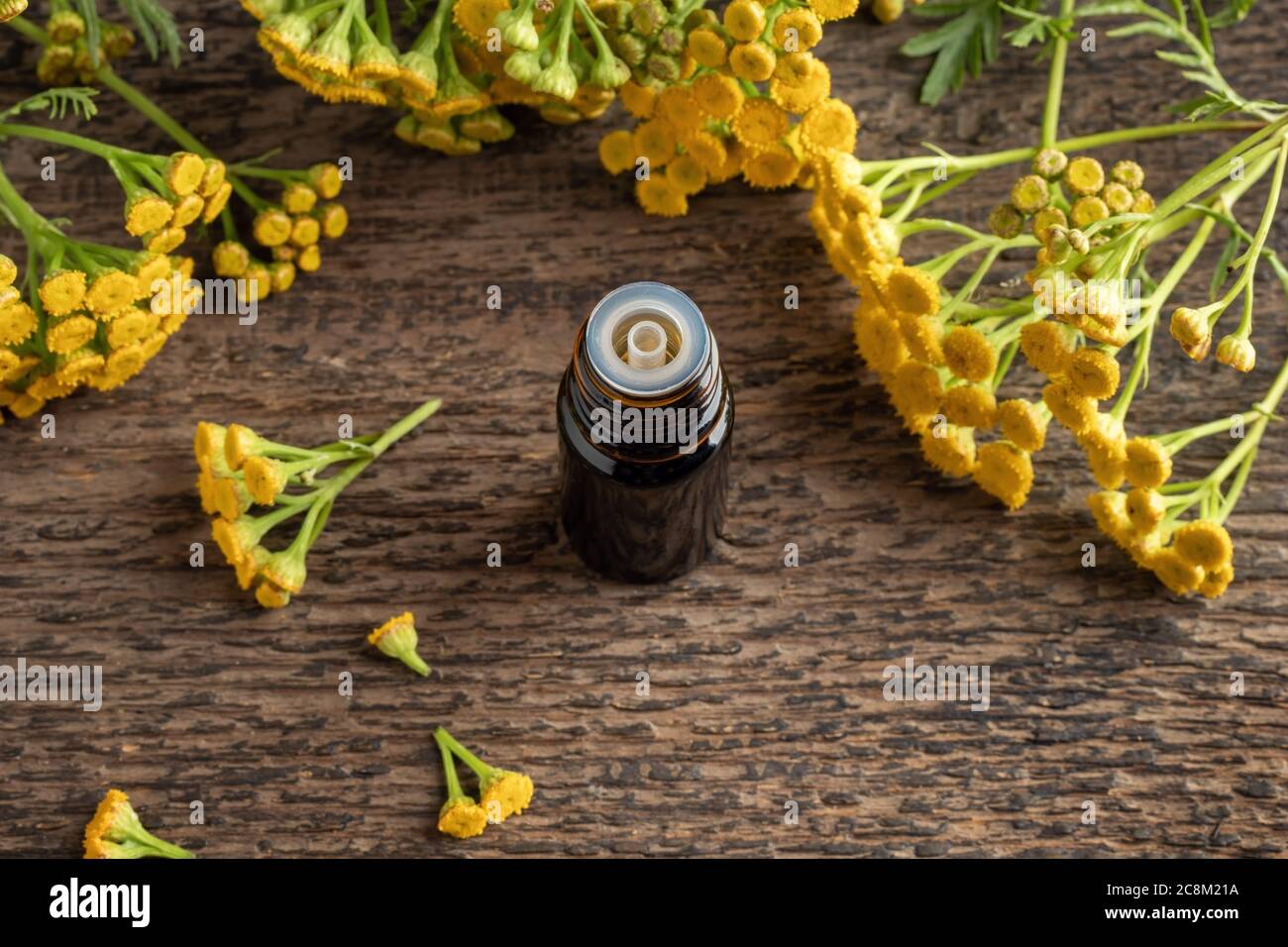 A dark bottle of common tansy essential oil with blooming Tanacetum vulgare plant Stock Photo