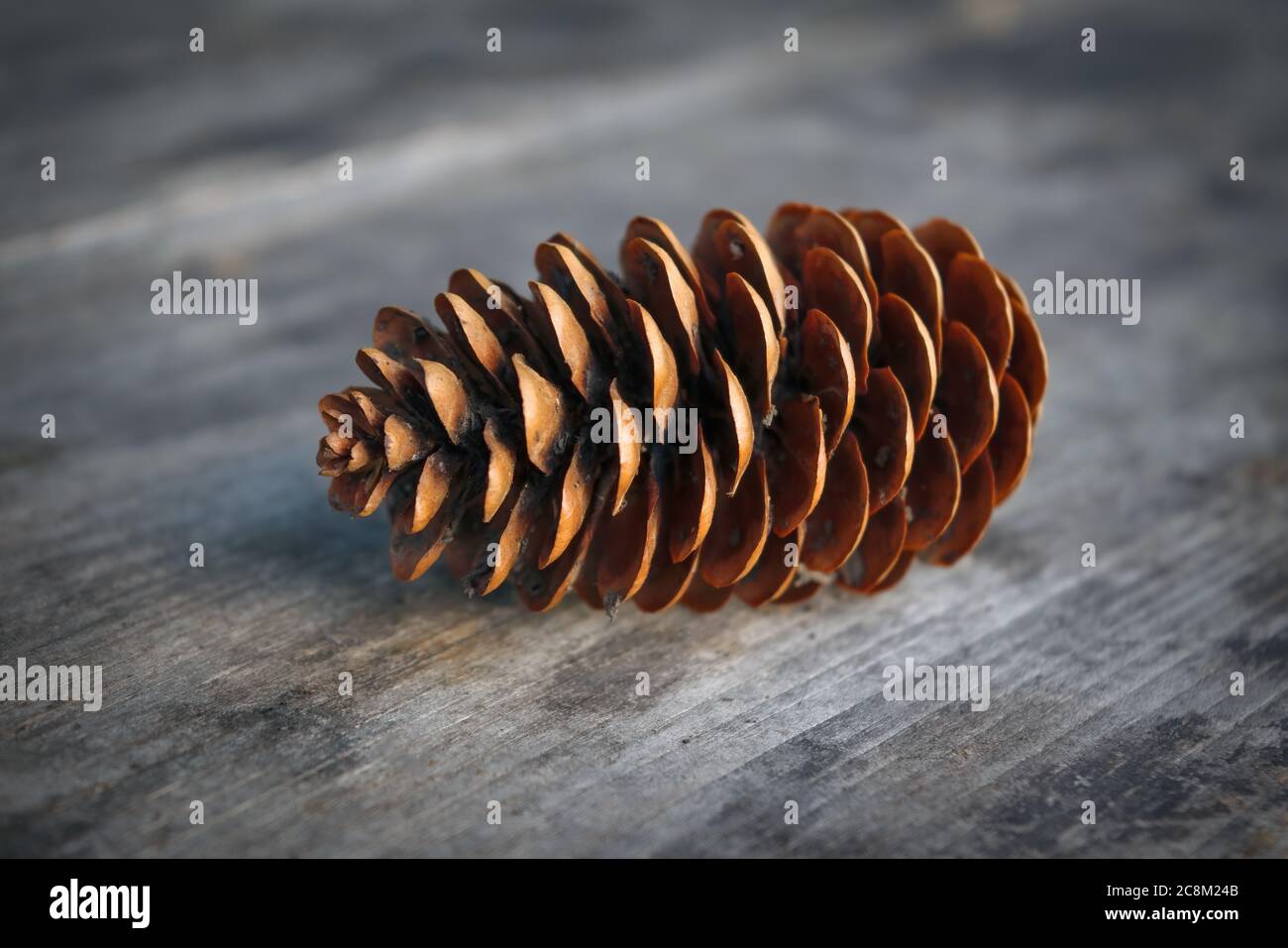 Dry spruce cone on the background of an old wooden table. Stock Photo