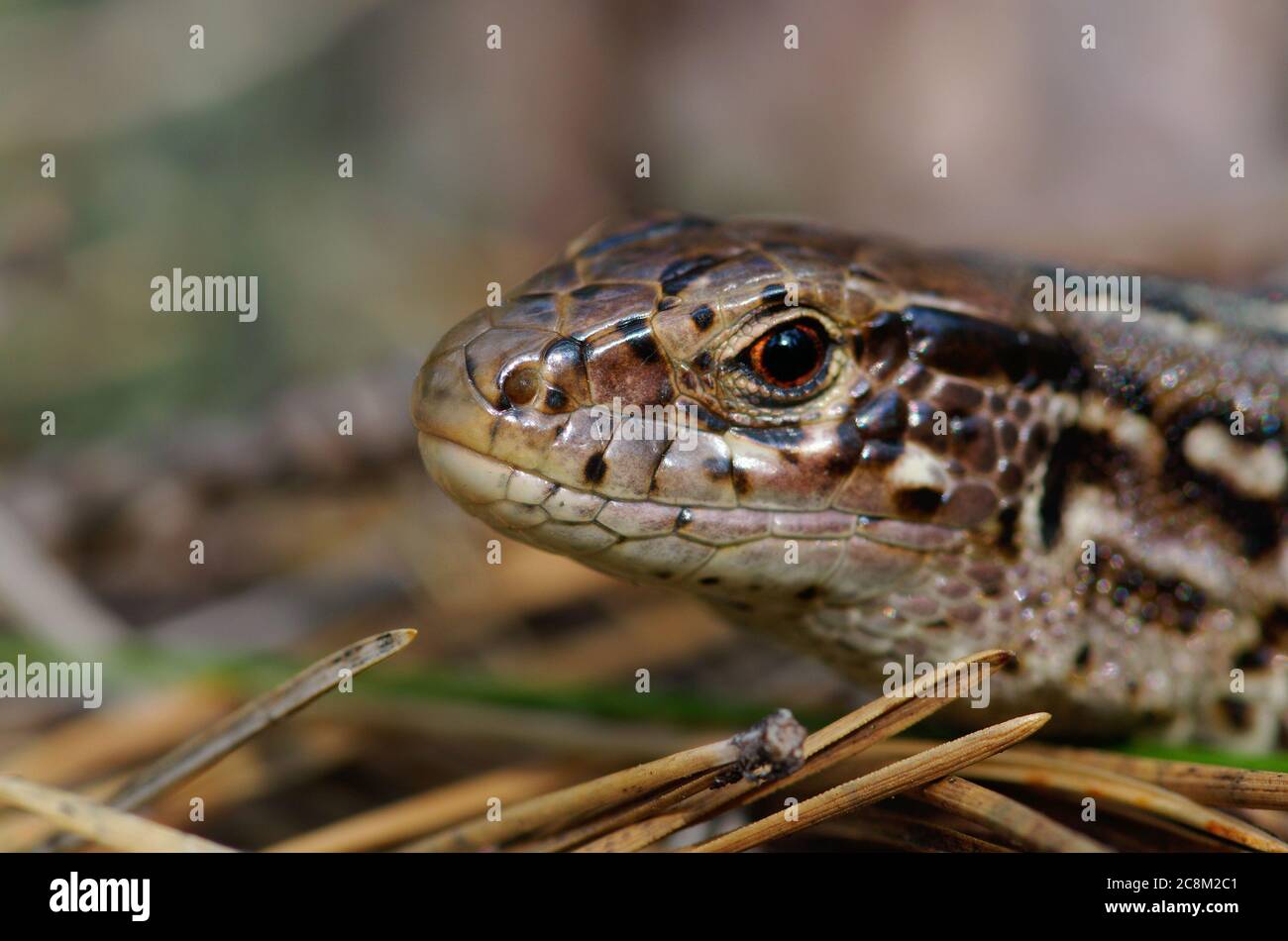 Close up of a lizard's head, macro photo of a sand lizard (Lacerta agilis) Stock Photo