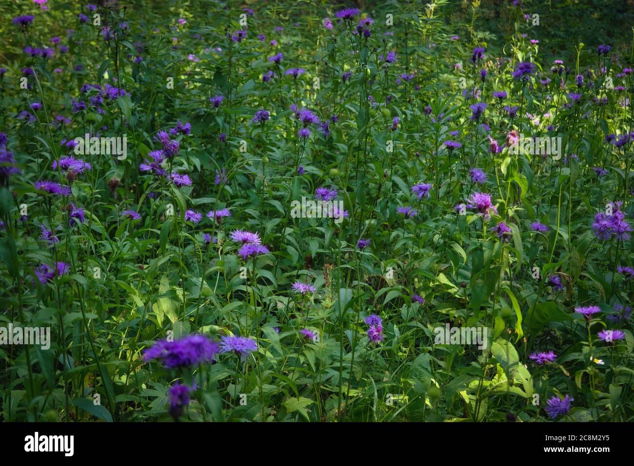 Medicinal herb burdock Arctium lappa, blooming violet flowers. soft background Stock Photo