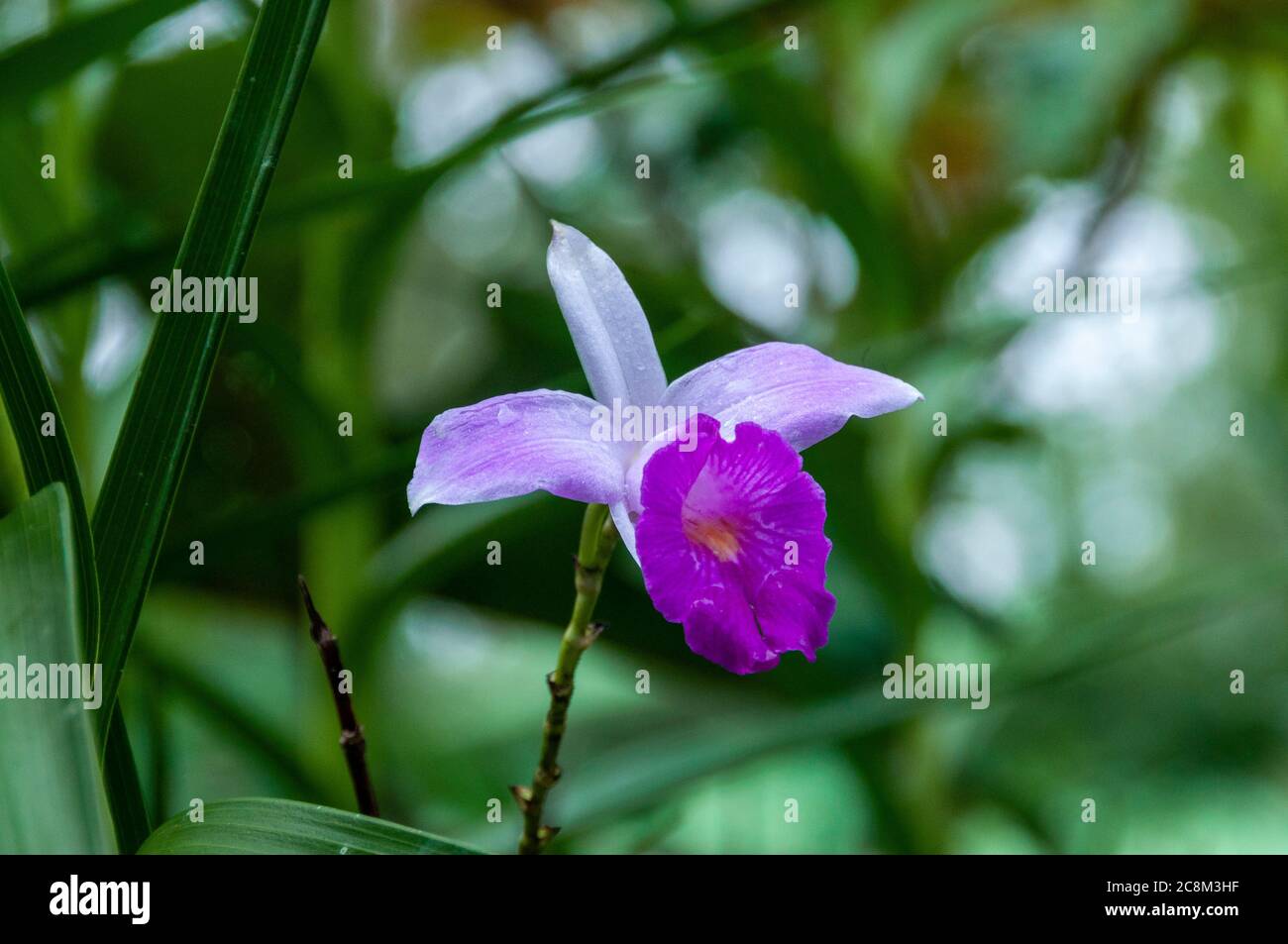 Purple orchid flower, lavender color of wild flower with green background, growing wild in Puerto Limon, Costa Rica. Stock Photo