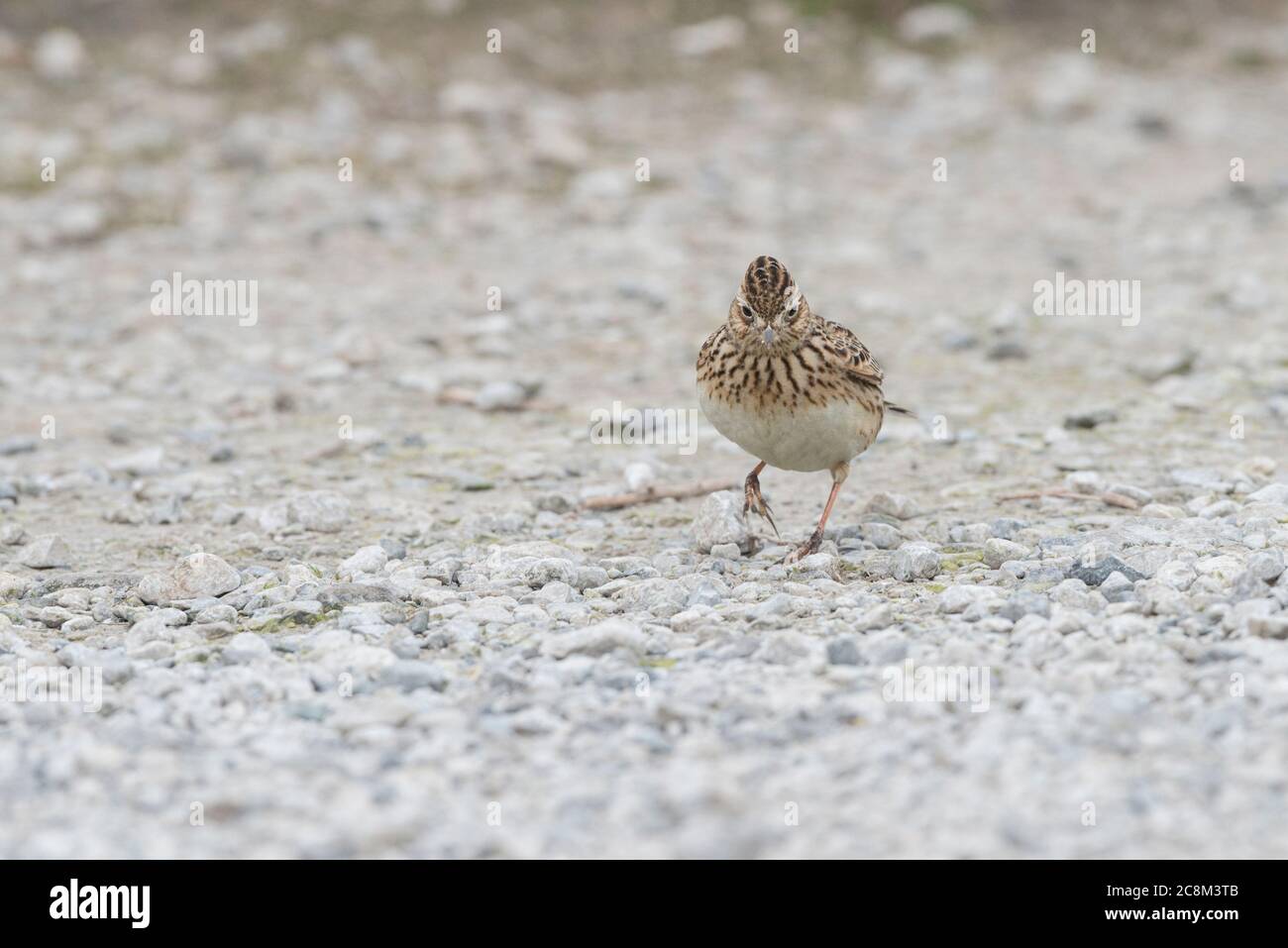 Eurasian skylark (Alauda arvensis) Stock Photo