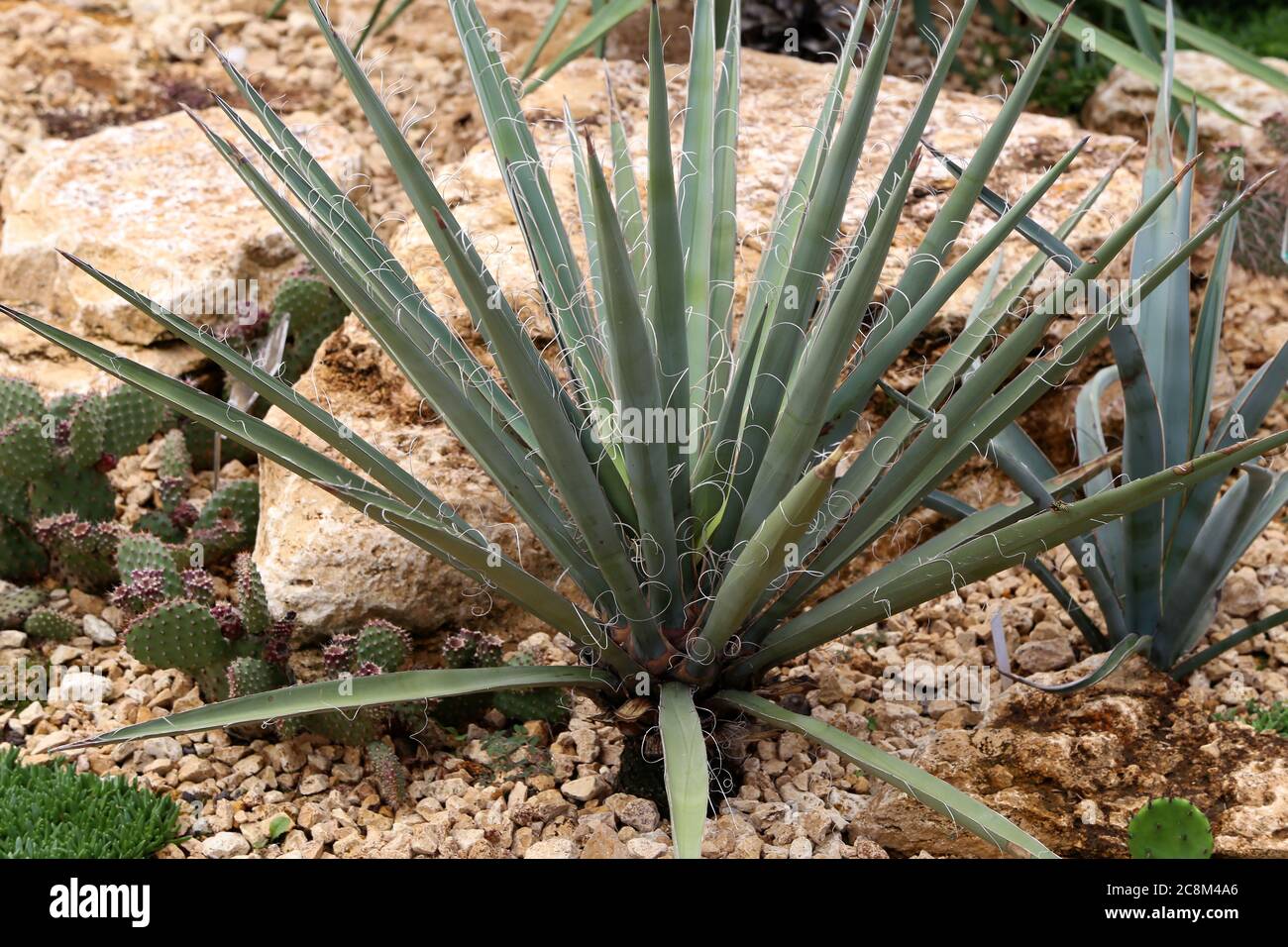 Green cactus grows on rocky soil in garden. Stock Photo