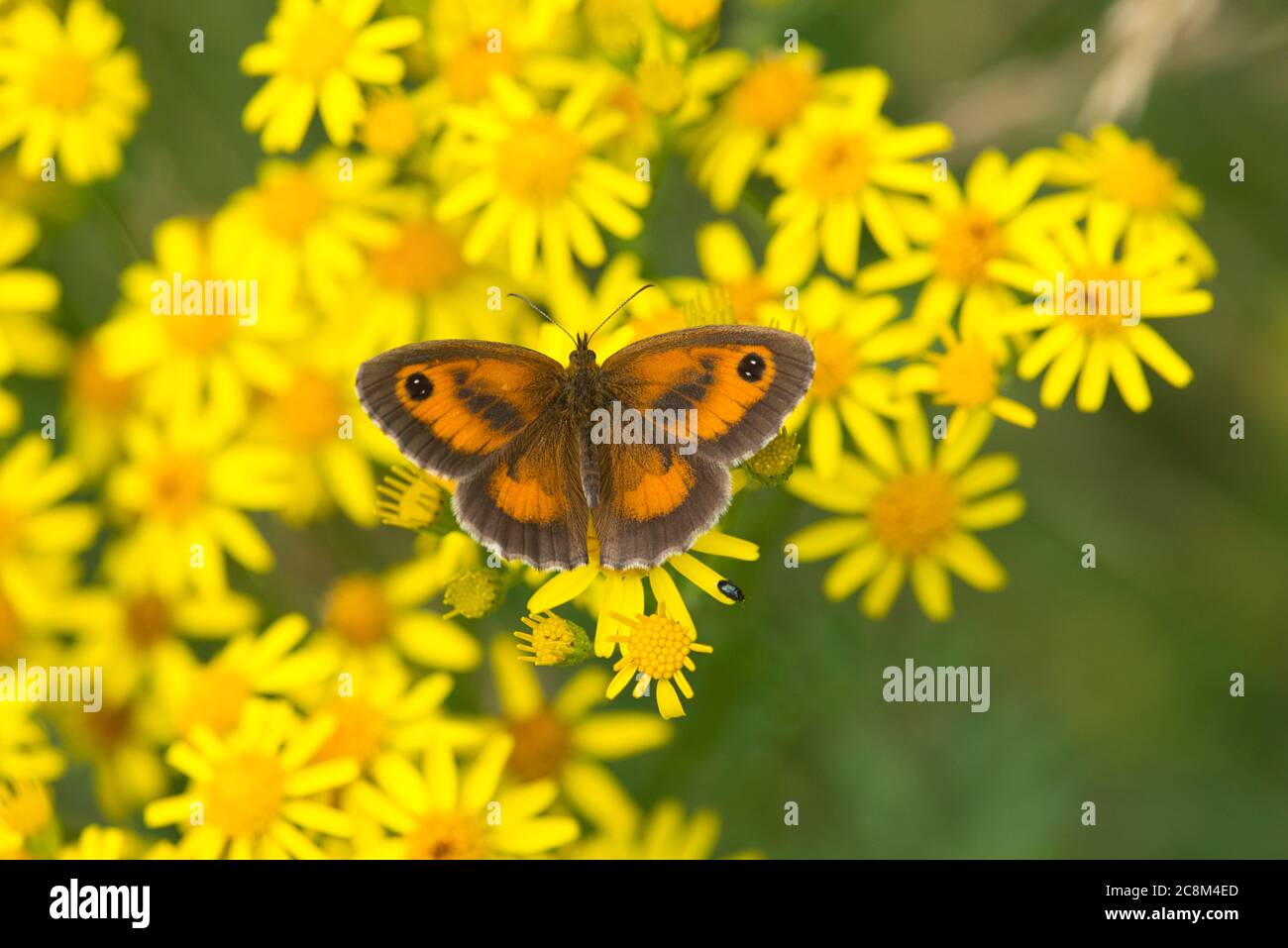 Gatekeeper or hedge brown butterfly (Pyronia tithonus) nectaring on ragwort. Stock Photo
