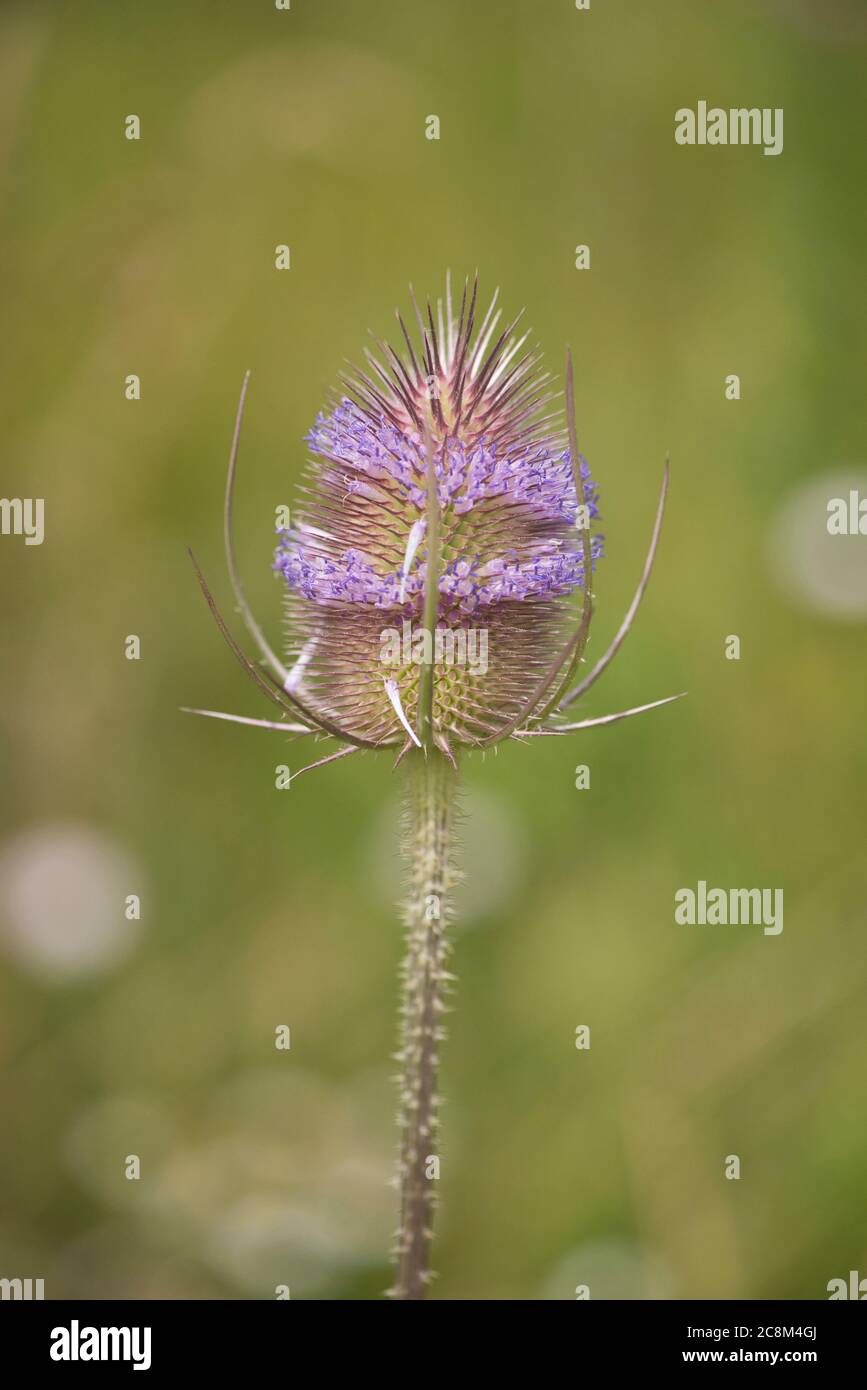 Wild teasel (Dipsacus fullonum) flowerhead growing on the edge of a cultivated field Stock Photo