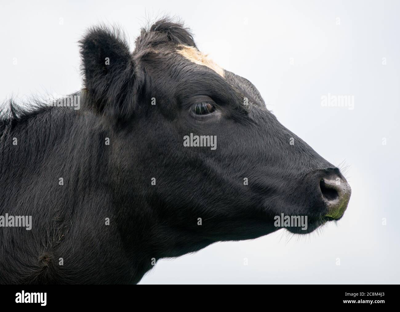 A close up photo of a black and white Cow in a field Stock Photo - Alamy