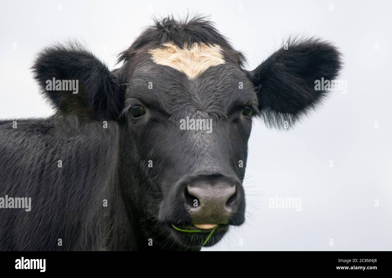 A close up photo of a black and white Cow in a field Stock Photo - Alamy