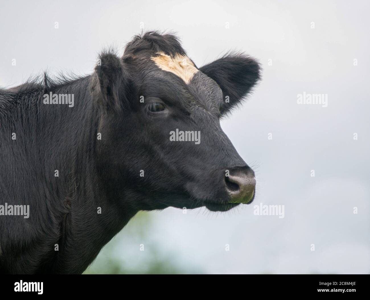 A close up photo of a black and white Cow in a field Stock Photo