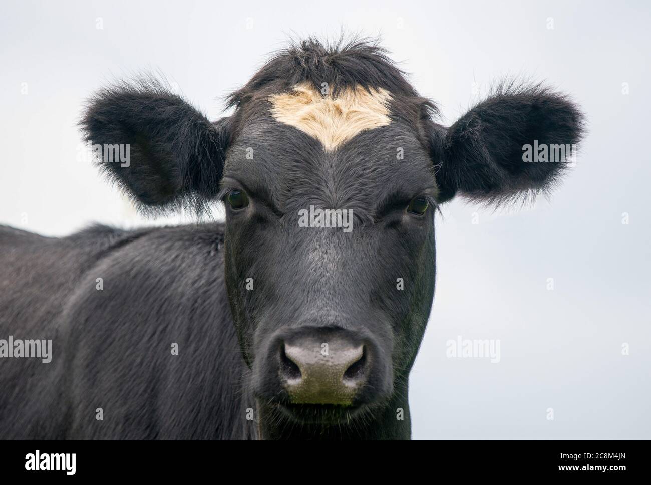 A close up photo of a black and white Cow in a field Stock Photo - Alamy