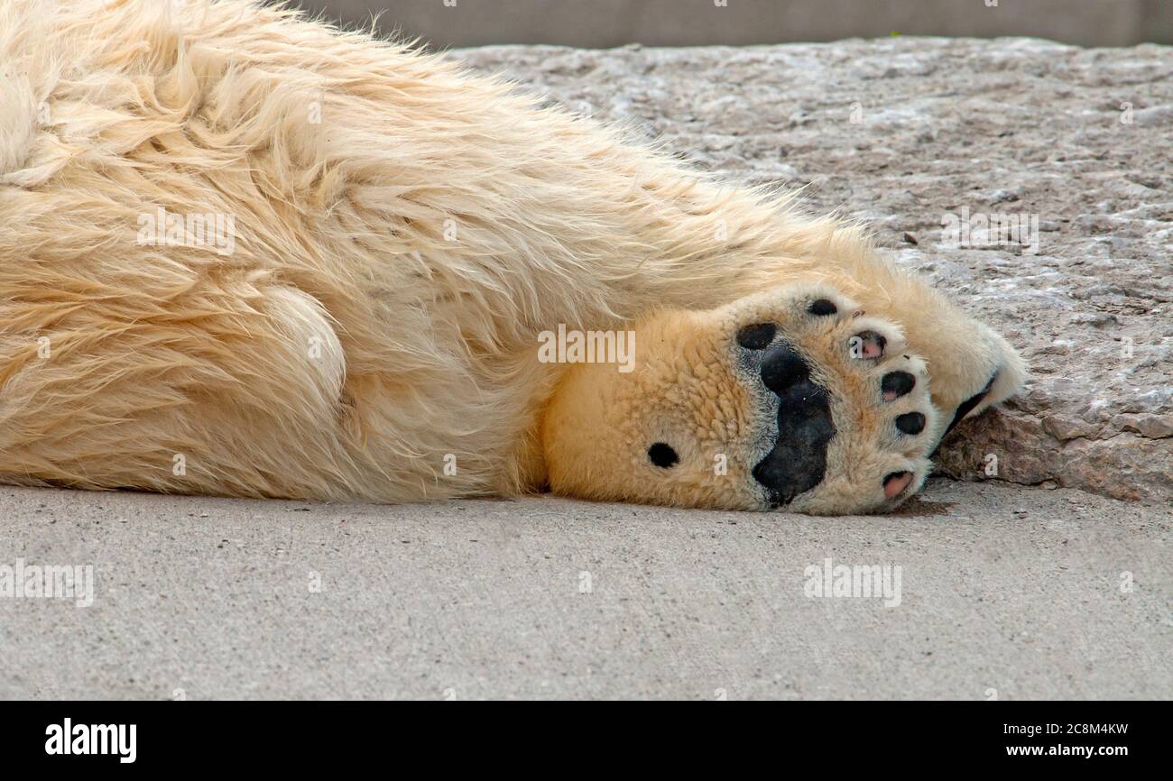 pix Polar Bear Paw Images https www alamy com close up of a polar bear paw image366777709 html