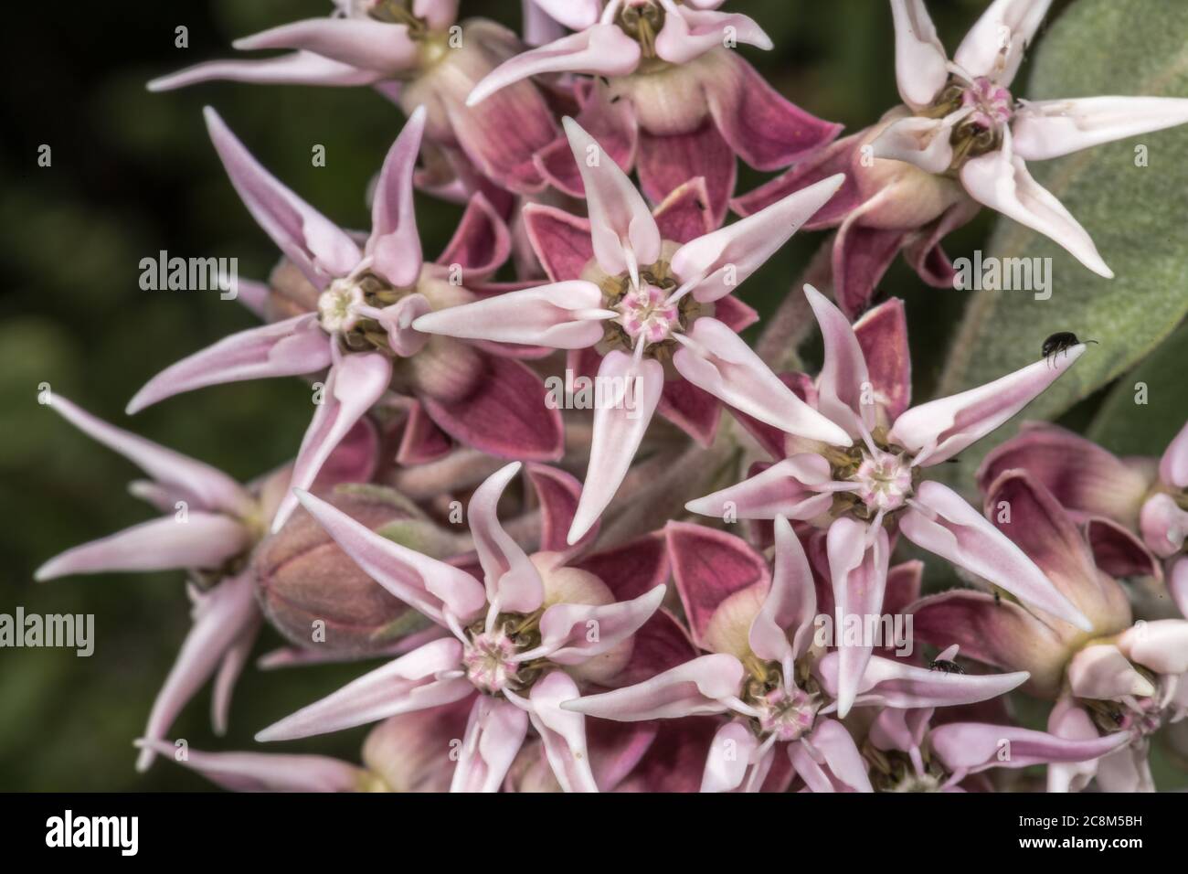 Flower of Greek Milkweed (Asclepias speciosa) Stock Photo