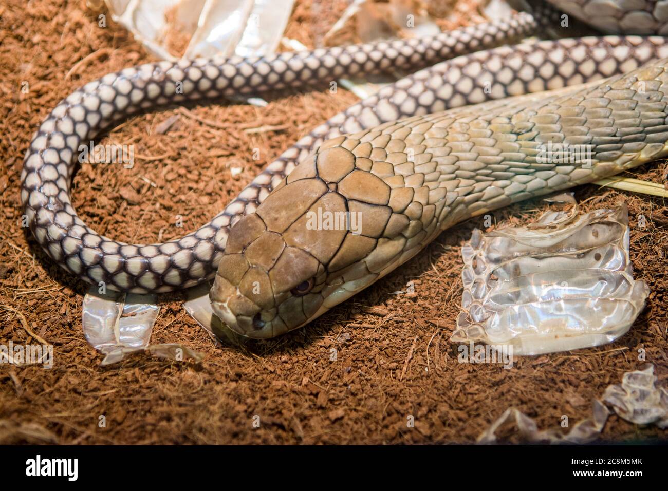 Snakes shed their skin to allow for further growth Stock Photo Alamy