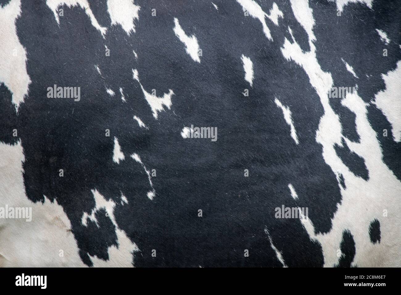 Close up photo of Cow hide Stock Photo